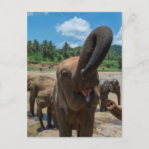 Elefant Sri Lanka Vykort