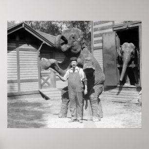 Elefant utför ett trick, 1915. Gammalt foto Poster