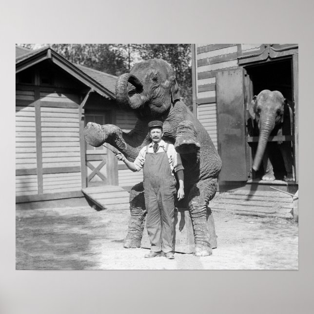 Elefant utför ett trick, 1915. Gammalt foto Poster (Framsidan)