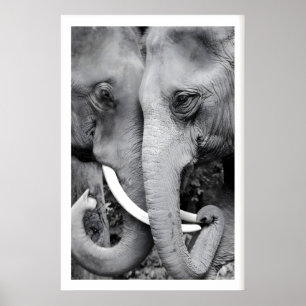 Elefant Väggkonsttryck Närbild Svart och Vitt Poster