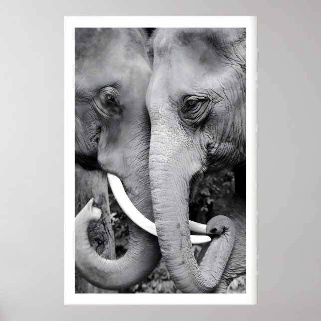 Elefant Väggkonsttryck Närbild Svart och Vitt Poster (Framsidan)