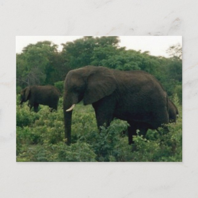 elefant vykort (Framsida)