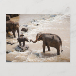 Elefant Vykort
