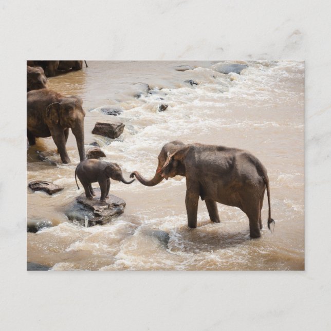 Elefant Vykort (Framsida)
