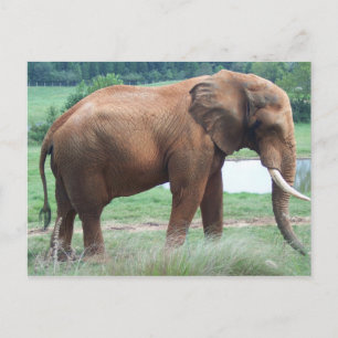 Elefant Vykort