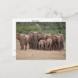 Elefant vykort