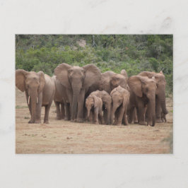 Elefant  vykort