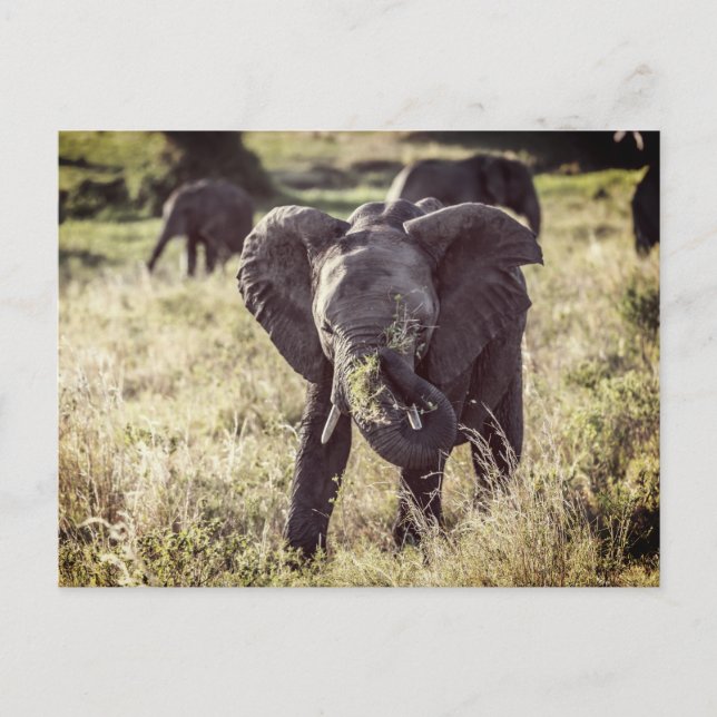 Elefant Vykort (Framsida)