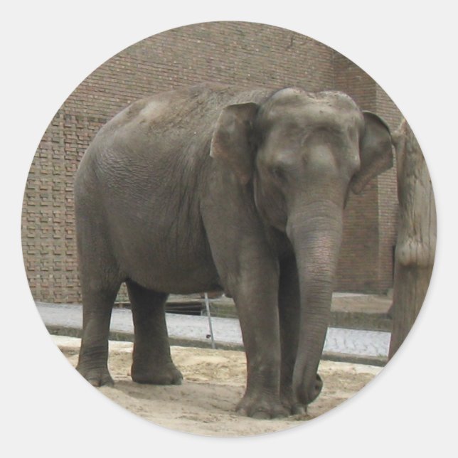 ELEFANTA klistermärken (Framsida)