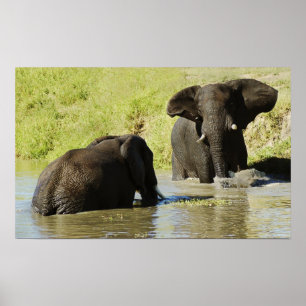 Elefantbad (afrikansk elefant) poster, skriv ut poster