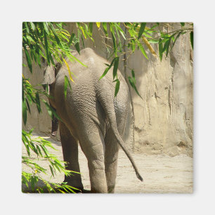 Elefantbootymagnet Magnet