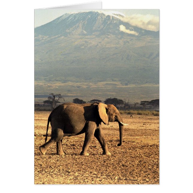 Elefanten framför Kilimanjaro Hälsningskort (Framsidan)