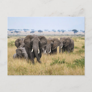 Elefanten in der Masai Mara Vykort