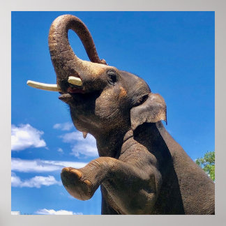 Elefanten, Jungle, Safari, naturmurens Poster