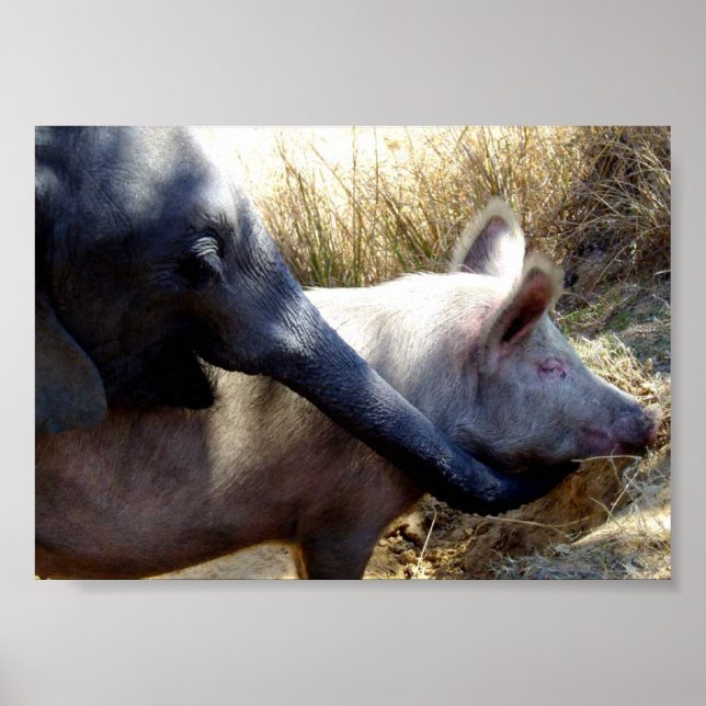 Elefanten och Gris i Afrika Poster (Framsidan)