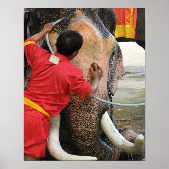 Elefantens badtid ... Ayutthaya, Thailand Poster (Framsidan)