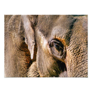 ELEFANTER FOTOTRYCK