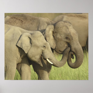 Elefanter från Indien och Asien som delar på en Poster