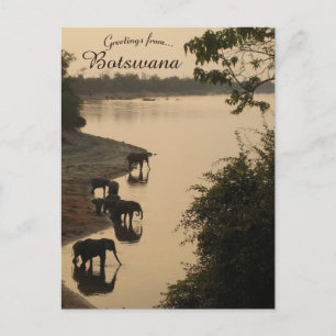 Elefanter i Botswana Vykort