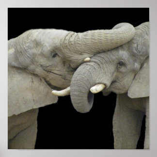 Elefanter i kärlek black poster