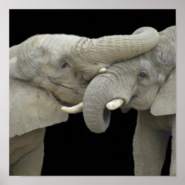 Elefanter i kärlek black poster (Framsidan)