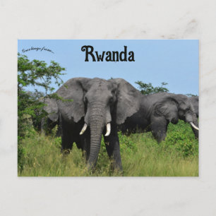 Elefanter i Kigali Rwanda Vykort