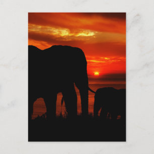 Elefanter i Sunset Vykort