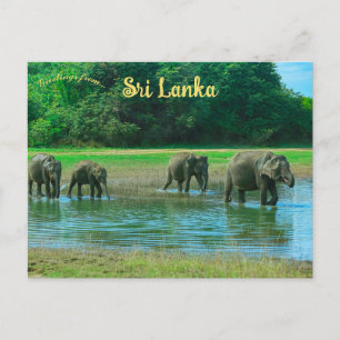 Elefanter i Udawalawa nationalpark Sri Lanka Vykort
