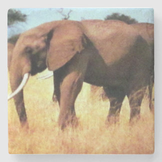 elefanter på den papprare kusten vilda djur stenunderlägg