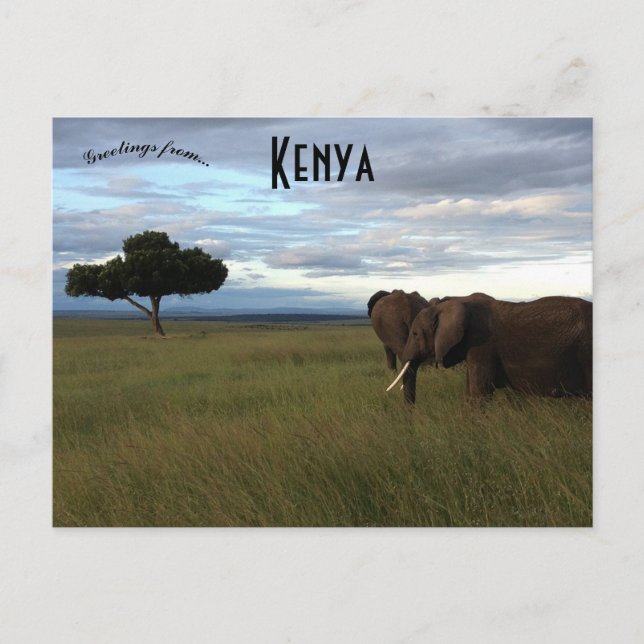 Elefanter på slätten i Kenya Vykort (Framsida)