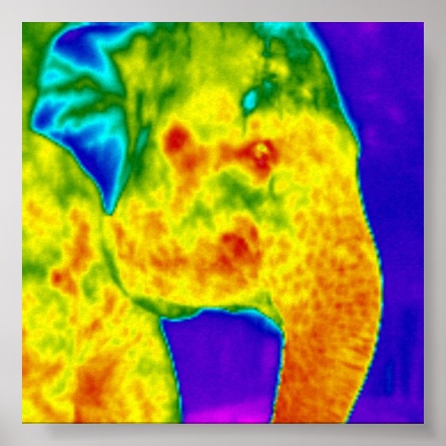 Elefanter Poster (Framsidan)