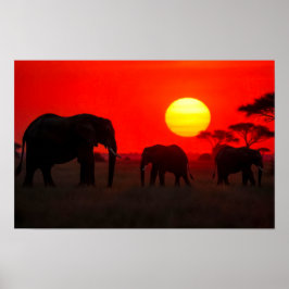 Elefantfamilj i solnedgång poster