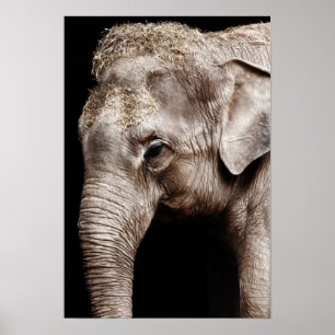 Elefantfotoet avbildar poster
