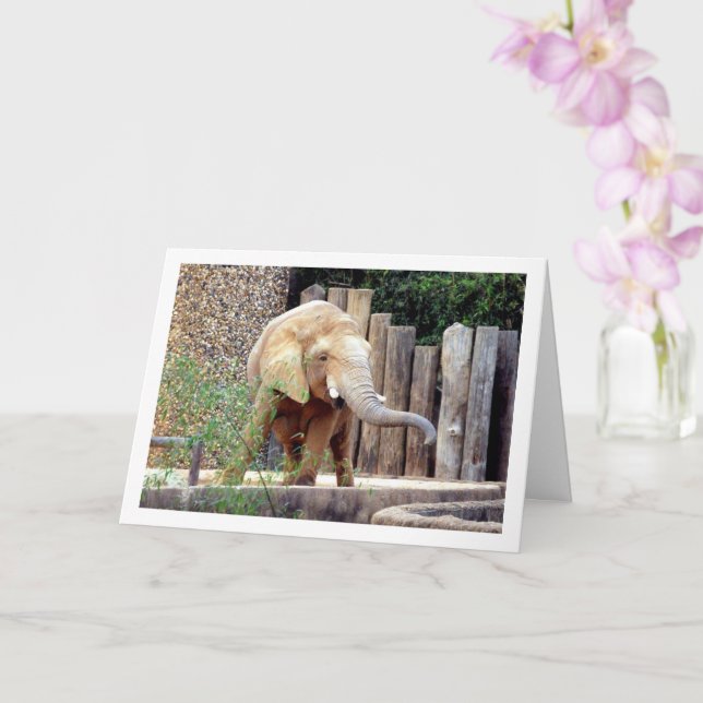 Elefanti i parken kort (Orkide)