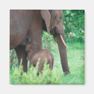 Elefantlaktation Magnet