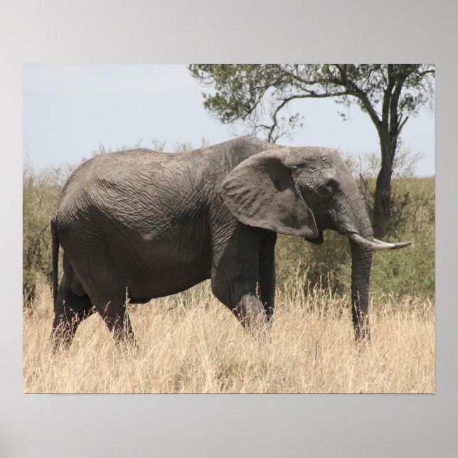 elefantmassai poster (Framsidan)