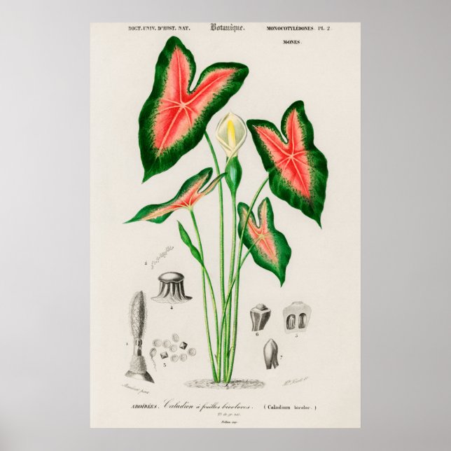 Elefantöra (Caladium bicolor) Poster (Framsidan)