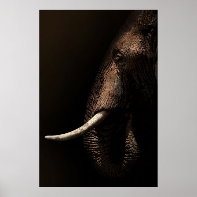 Elefantprofil Poster (Framsidan)