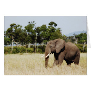 Elefantpromenad Masai Mara Plains, Kenyakort Hälsningskort