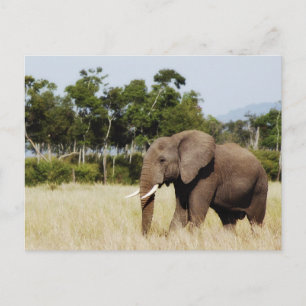 Elefantpromenad Masai Mara Plains, Kenyas vykort