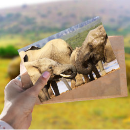 Elefants ansikte till ansikte vykort