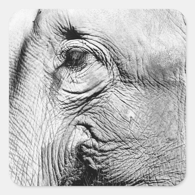 Elefants Öga, 2017 Fyrkantigt Klistermärke (Framsida)