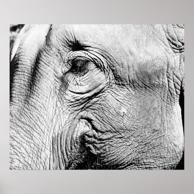 Elefants Öga, 2017 Poster (Framsidan)