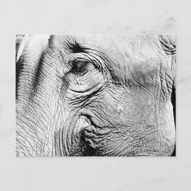 Elefants Öga, 2017 Vykort (Framsida)