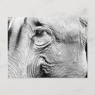 Elefants Öga, 2017 Vykort