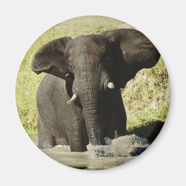Elefantsimning (afrikansk elefant) magnet (Framsidan)