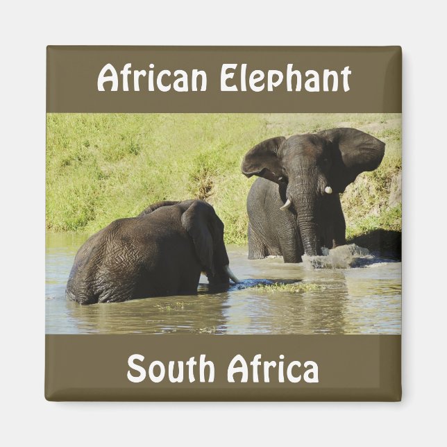 Elefantsimning (afrikansk elefant) magnet (Framsidan)