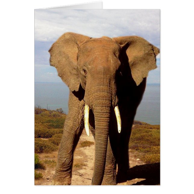 Elefantstrandutflykt, Hälsningskort (Framsidan)