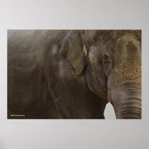 ElefantUpp-Slut Poster
