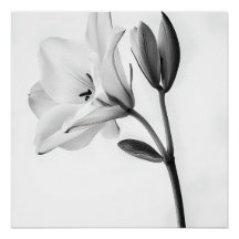 Élégance Florale en Noir et Blanc
